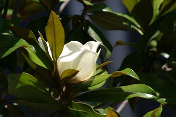 Magnolio - Flor  (Magnolia grandiflora)