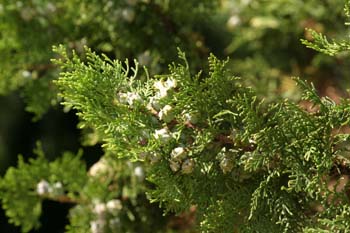 árbol de la vida chino (Thuja orientalis)