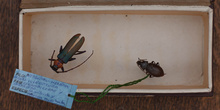 IES_CARDENALCISNEROS_Insectos_010