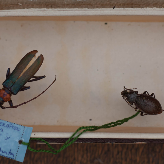 IES_CARDENALCISNEROS_Insectos_010