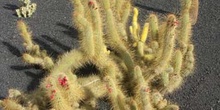 Cleistocactus flavispinus