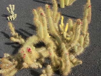 Cleistocactus flavispinus