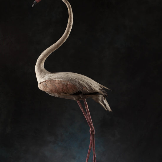 IES_SANISIDRO_MUSEO_Aves_153