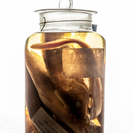 IES_CARDENALCISNEROS_CIENCIASNATURALES_390