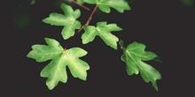 Arce campestre - Hoja (Acer campestris)