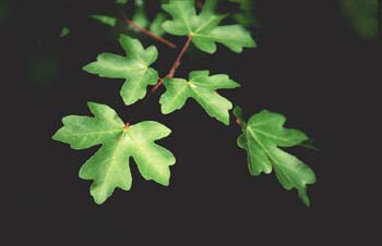 Arce campestre - Hoja (Acer campestris)