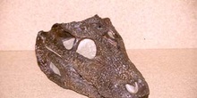 Alligator sp. (Reptil) Oligoceno