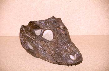 Alligator sp. (Reptil) Oligoceno