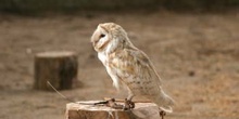 Lechuza (Tyto alba)