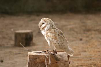 Lechuza (Tyto alba)