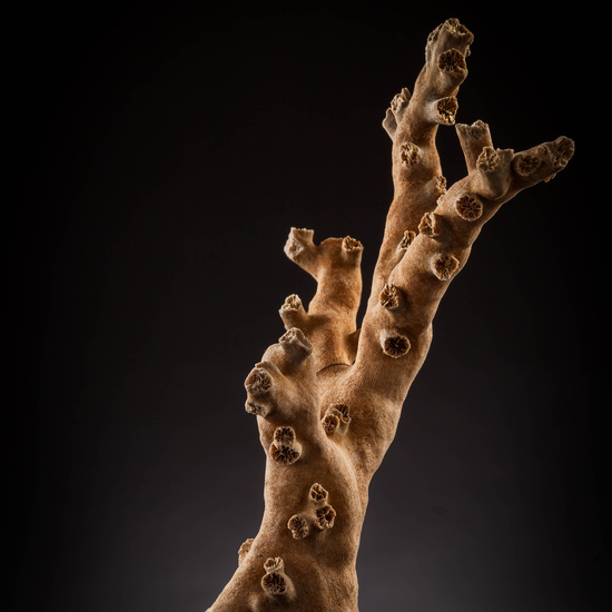 IES_SANISIDRO_MUSEO_Zoolgía_057