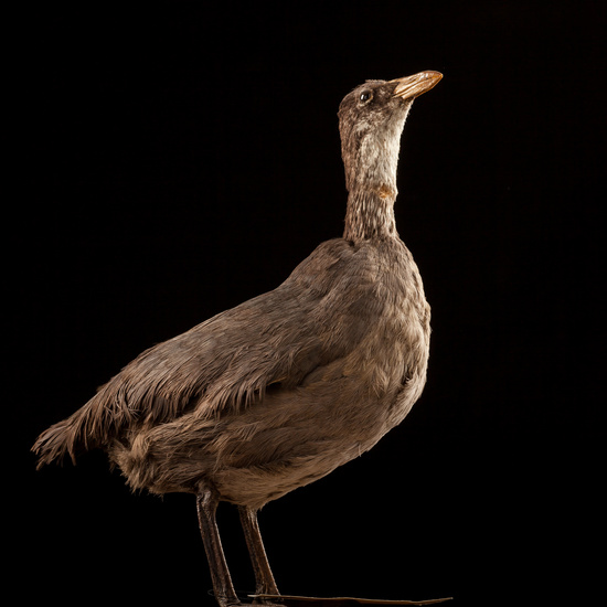 IES_SANISIDRO_BIOLOGIA_010