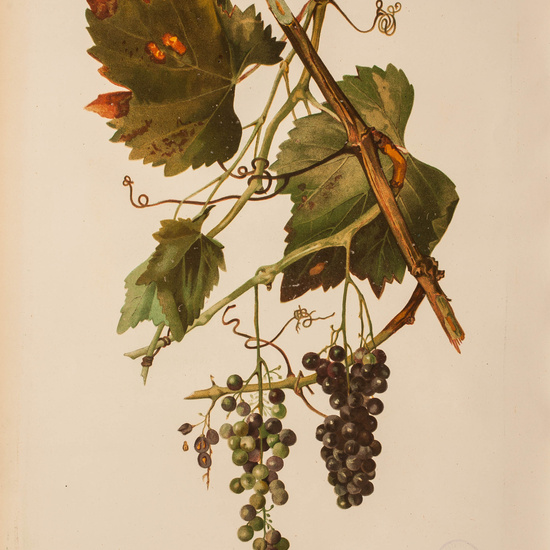 IES_CARDENALCISNEROS_BOTÁNICA_II_LÁMINAS_075