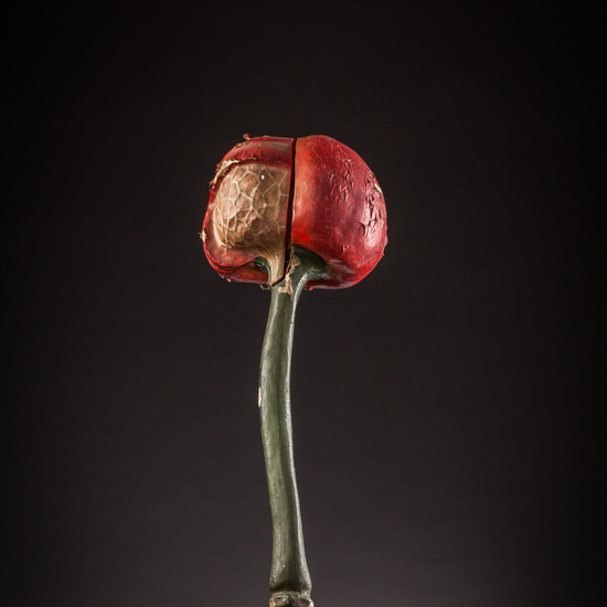 IES_ISABELLACATOLICA_BIOLOGIA_151