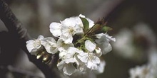 Cerezo - Flor (Prunus avium)