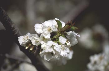 Cerezo - Flor (Prunus avium)
