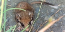 Lirón careto (Eliomys guercinus)