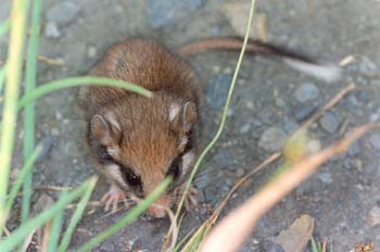 Lirón careto (Eliomys guercinus)