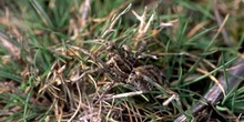 Araña lobo o Tarántula (Lycosa tarentula)