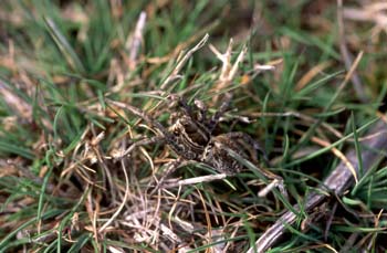 Araña lobo o Tarántula (Lycosa tarentula)