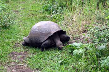Tortuga Gigante, Geochelone elephantopus, Ecuador
