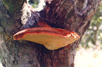 Hongo hígado (Fistulina sp.)