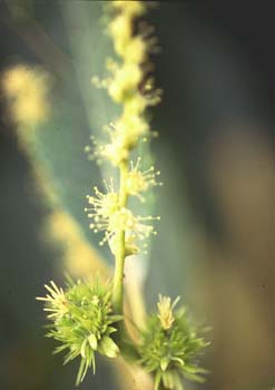 Castaño - Flor fem. (Castanea sativa)