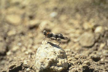 Saltamontes de tierra (Oedipoda sp.)