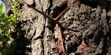 Acacia de tres espinas - Tronco (Gleditsia triacanthos)