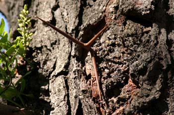 Acacia de tres espinas - Tronco (Gleditsia triacanthos)