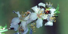 Cerezo - Flor (Prunus avium)
