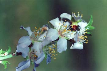 Cerezo - Flor (Prunus avium)