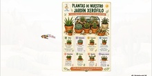 Los cactus y plantas crasas