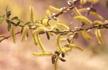 Sauce blanco - Flores masc. (Salix alba)