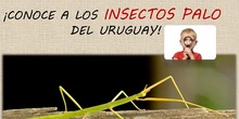 Conoce los insectos palo del Uruguay