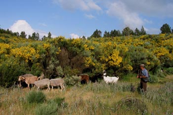 Pastor de la Beira Alta, Beiras, Portugal