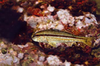 Salmonete de roca (Mullus surmuletus)
