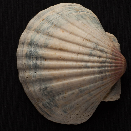 IES_ISABELLACATOLICA_BIOLOGIA_496