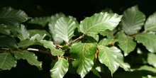 Haya - Hoja (Fagus silvatica)