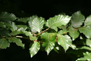 Haya - Hoja (Fagus silvatica)