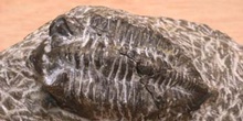 Phacops rana (Trilobites) Silúrico