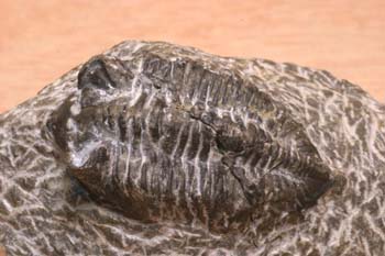 Phacops rana (Trilobites) Silúrico