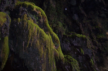 Vegetación en lugares húmedos, Monasterio de Piedra, Nuévalos, Z
