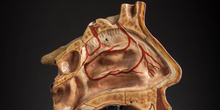 IES_CARDENALCISNEROS_ANATOMIA_MODELOS_072