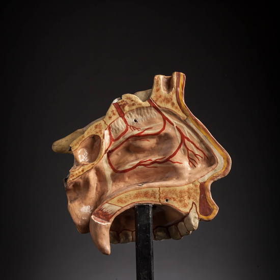 IES_CARDENALCISNEROS_ANATOMIA_MODELOS_072