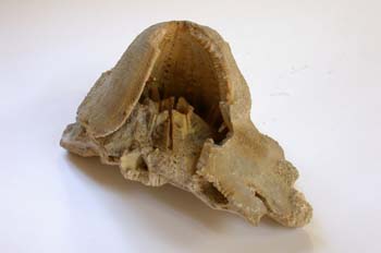 Clypeaster sp. (Erizo) Mioceno