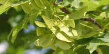 Arce real - Fruto (Acer platanoides)