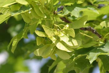 Arce real - Fruto (Acer platanoides)