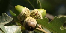 Rebollo / melojo - Bellota (Quercus pyrenaica)