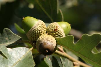 Rebollo / melojo - Bellota (Quercus pyrenaica)